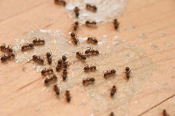 Spider Control Near Me in Wantagh, NY
